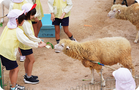 一日子ども動物園の写真